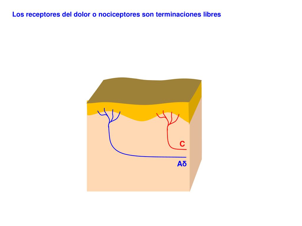 Los receptores del dolor o nociceptores son terminaciones libres