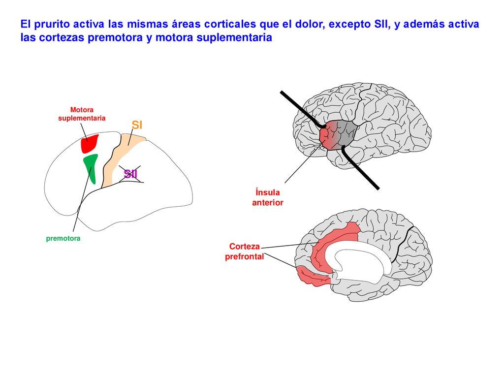 El prurito activa las mismas áreas corticales que el dolor, excepto SII, y además activa las cortezas premotora y motora suplementaria