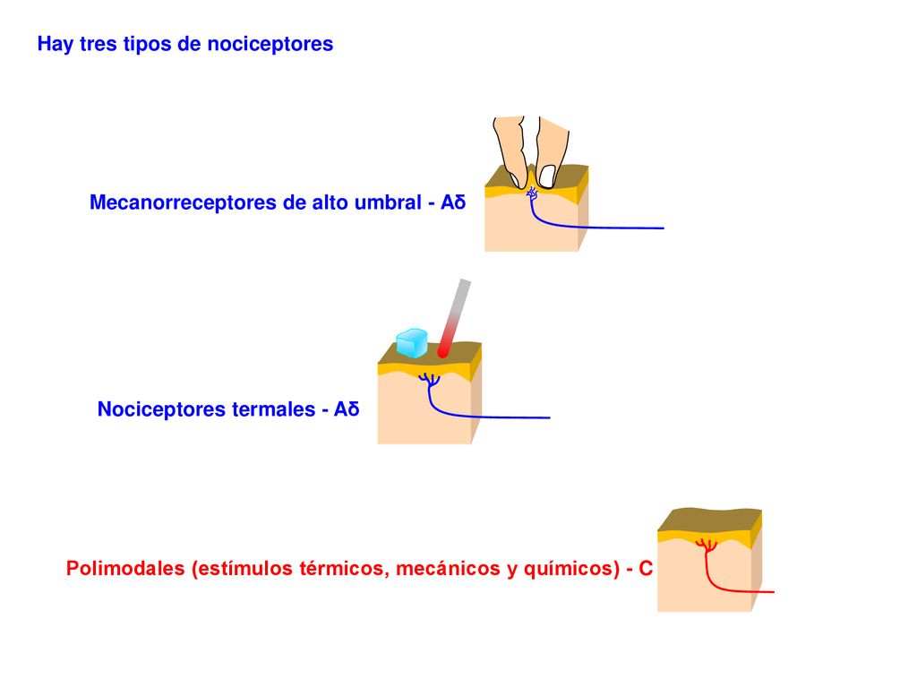 Hay tres tipos de nociceptores