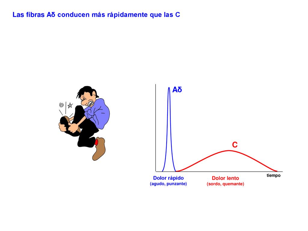 Aδ C Las fibras Aδ conducen más rápidamente que las C Dolor rápido