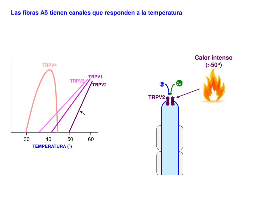 Las fibras Aδ tienen canales que responden a la temperatura