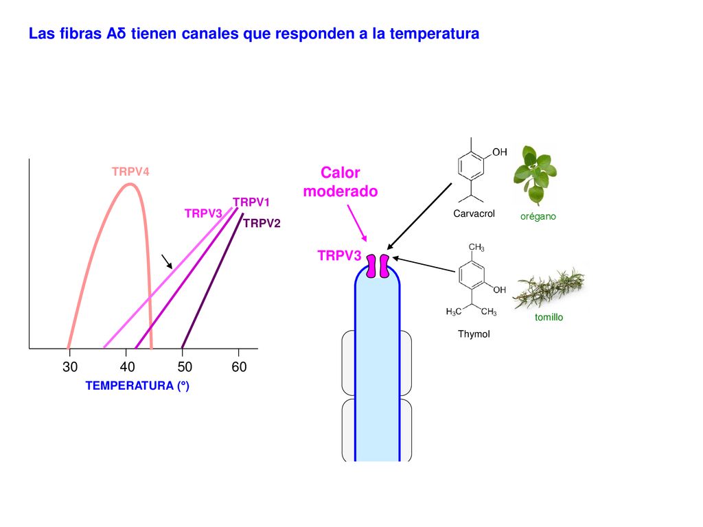 Las fibras Aδ tienen canales que responden a la temperatura