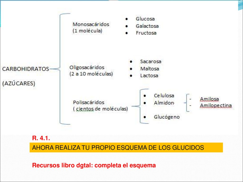 R AHORA REALIZA TU PROPIO ESQUEMA DE LOS GLUCIDOS Recursos libro dgtal: completa el esquema