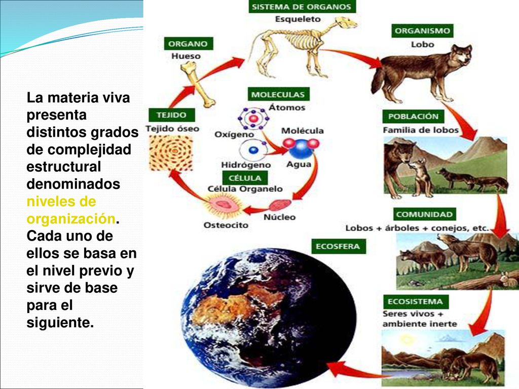 La materia viva presenta distintos grados de complejidad estructural denominados niveles de organización.