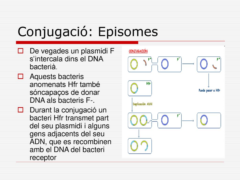 Conjugació: Episomes De vegades un plasmidi F s’intercala dins el DNA bacterià.