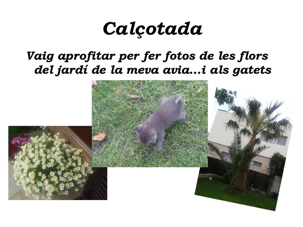 Calçotada Vaig aprofitar per fer fotos de les flors del jardí de la meva avia...i als gatets