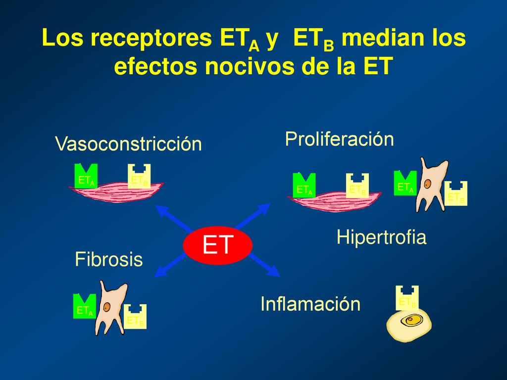 Los receptores ETA y ETB median los efectos nocivos de la ET