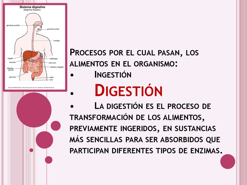 Procesos por el cual pasan, los alimentos en el organismo: •