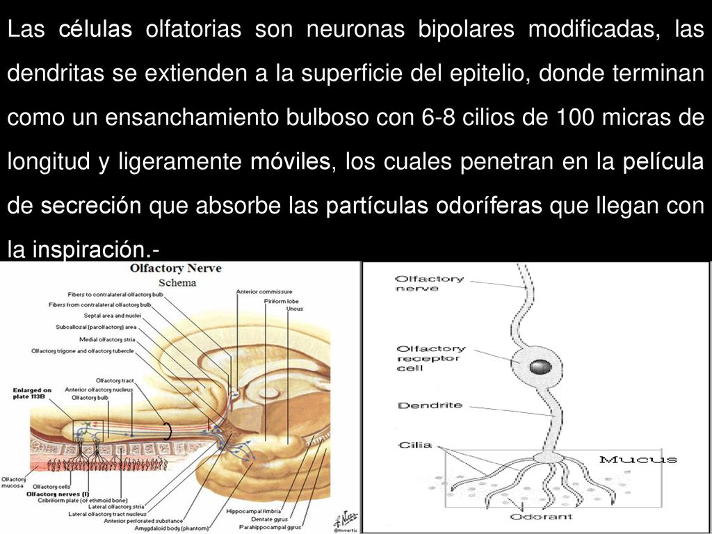 Las células olfatorias son neuronas bipolares modificadas, las dendritas se extienden a la superficie del epitelio, donde terminan como un ensanchamiento bulboso con 6-8 cilios de 100 micras de longitud y ligeramente móviles, los cuales penetran en la película de secreción que absorbe las partículas odoríferas que llegan con la inspiración.-