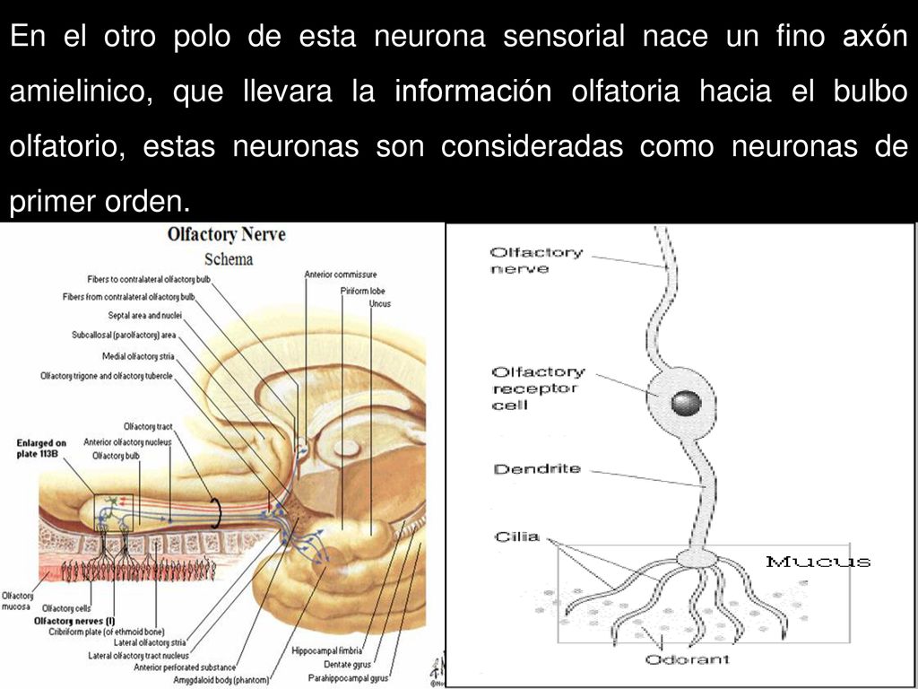 En el otro polo de esta neurona sensorial nace un fino axón amielinico, que llevara la información olfatoria hacia el bulbo olfatorio, estas neuronas son consideradas como neuronas de primer orden.