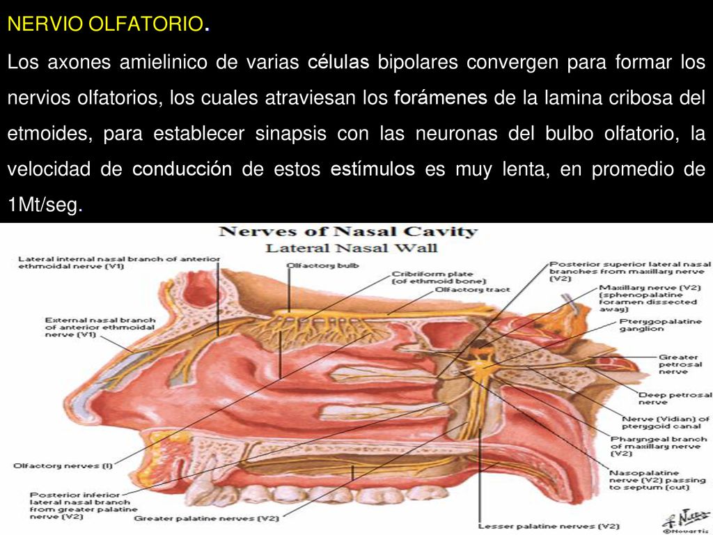 NERVIO OLFATORIO. Los axones amielinico de varias células bipolares convergen para formar los nervios olfatorios, los cuales atraviesan los forámenes de la lamina cribosa del etmoides, para establecer sinapsis con las neuronas del bulbo olfatorio, la velocidad de conducción de estos estímulos es muy lenta, en promedio de 1Mt/seg.