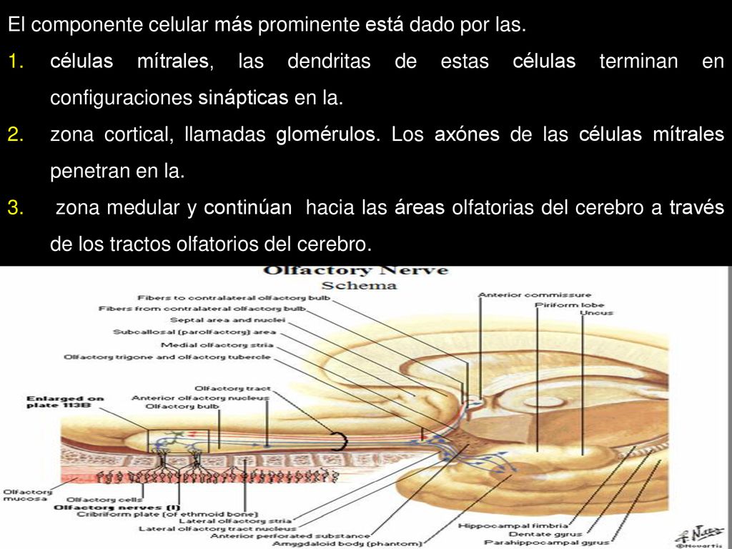 El componente celular más prominente está dado por las.