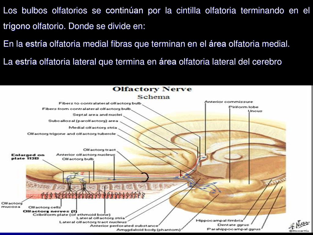 Los bulbos olfatorios se continúan por la cintilla olfatoria terminando en el trígono olfatorio. Donde se divide en: