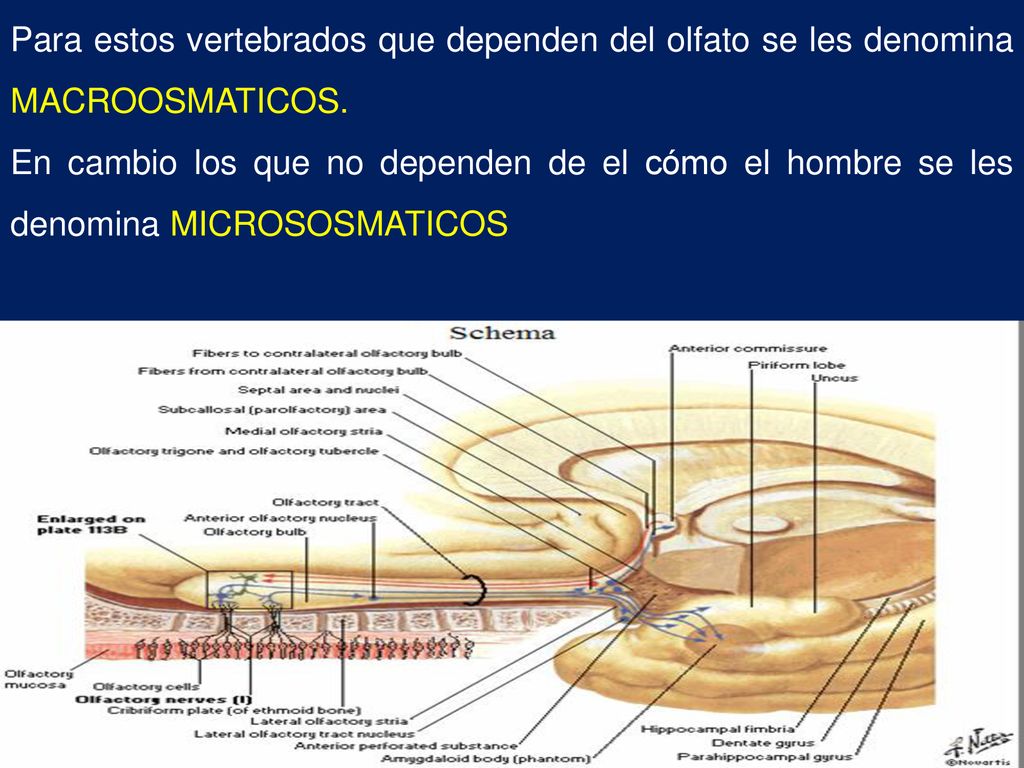 Para estos vertebrados que dependen del olfato se les denomina MACROOSMATICOS.