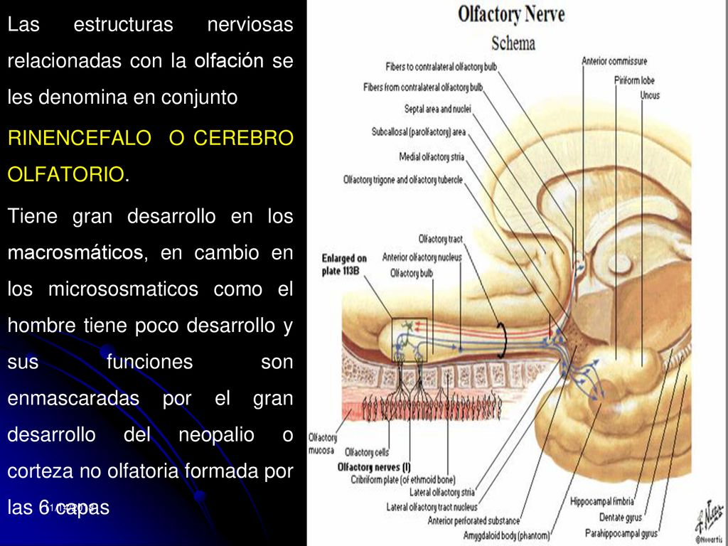 Las estructuras nerviosas relacionadas con la olfación se les denomina en conjunto