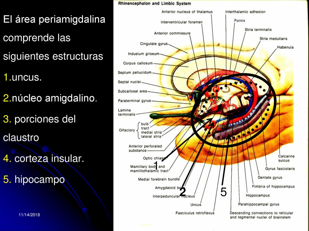 1 2 5 El área periamigdalina comprende las siguientes estructuras