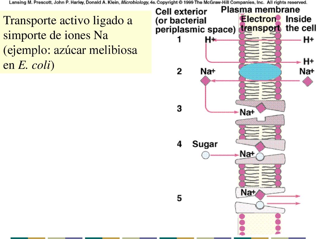 Transporte activo ligado a simporte de iones Na (ejemplo: azúcar melibiosa en E. coli)