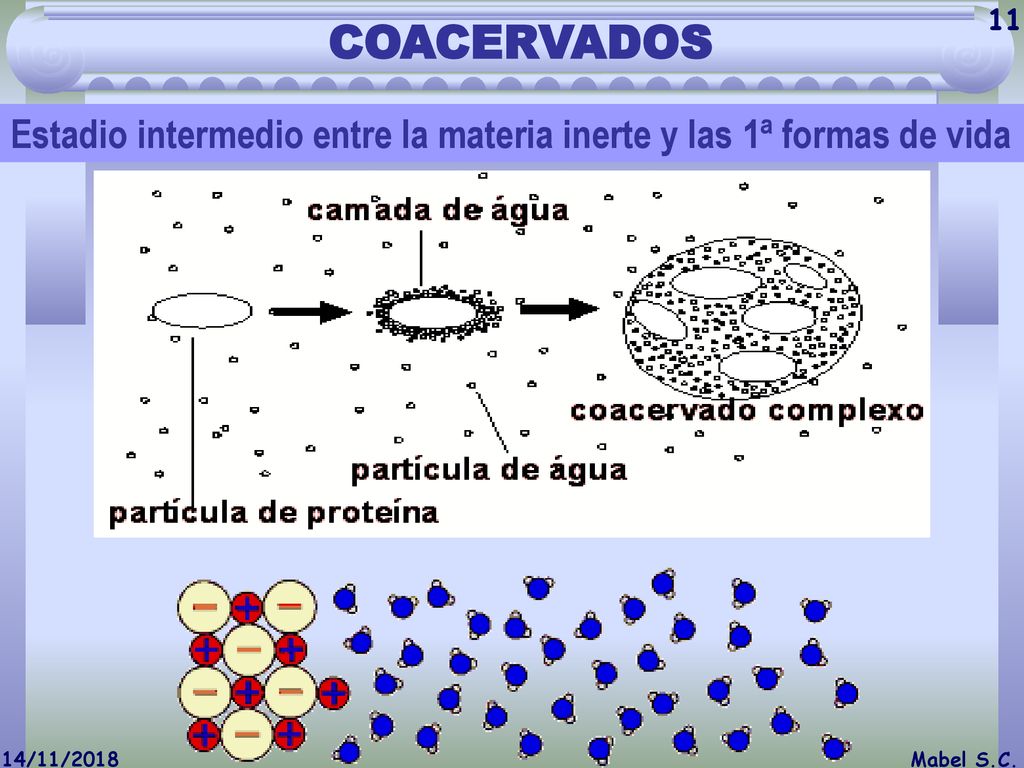 COACERVADOS Estadio intermedio entre la materia inerte y las 1ª formas de vida.