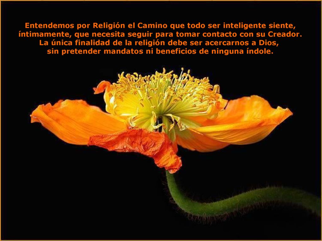 Entendemos por Religión el Camino que todo ser inteligente siente,