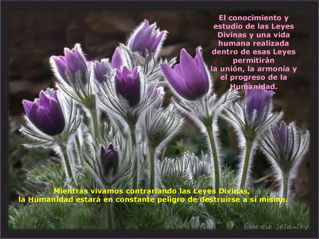 la unión, la armonía y el progreso de la Humanidad.