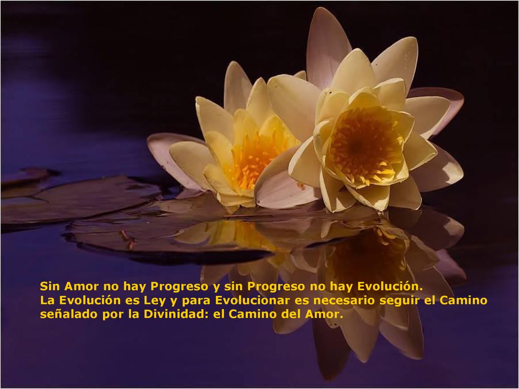 Sin Amor no hay Progreso y sin Progreso no hay Evolución.