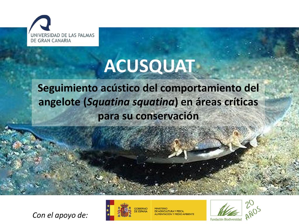 ACUSQUAT Seguimiento acústico del comportamiento del angelote (Squatina squatina) en áreas críticas para su conservación.