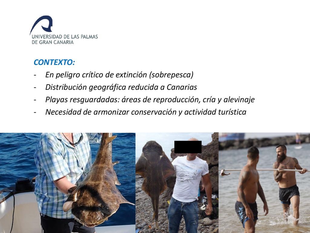CONTEXTO: En peligro crítico de extinción (sobrepesca) Distribución geográfica reducida a Canarias.