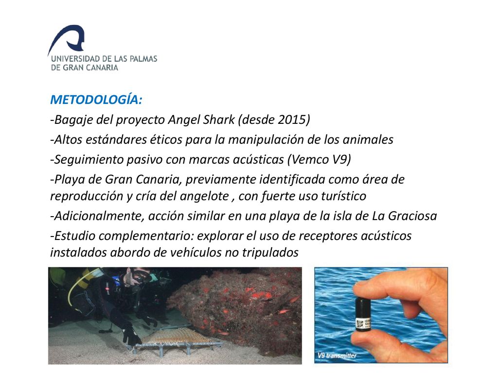 METODOLOGÍA: Bagaje del proyecto Angel Shark (desde 2015) Altos estándares éticos para la manipulación de los animales.