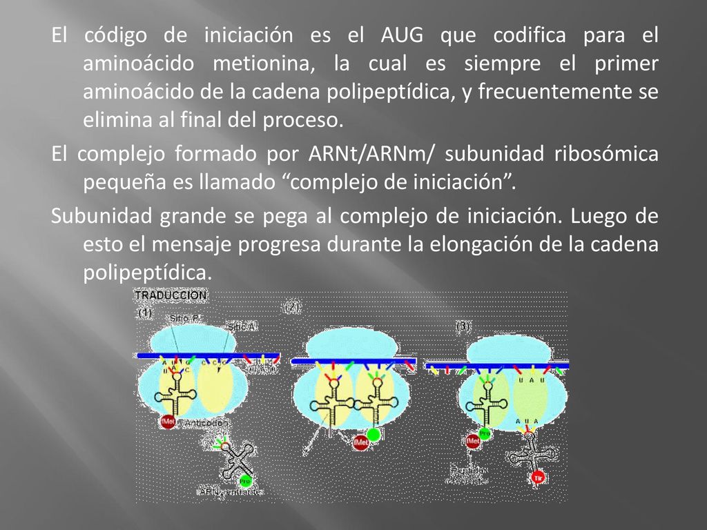 El código de iniciación es el AUG que codifica para el aminoácido metionina, la cual es siempre el primer aminoácido de la cadena polipeptídica, y frecuentemente se elimina al final del proceso.