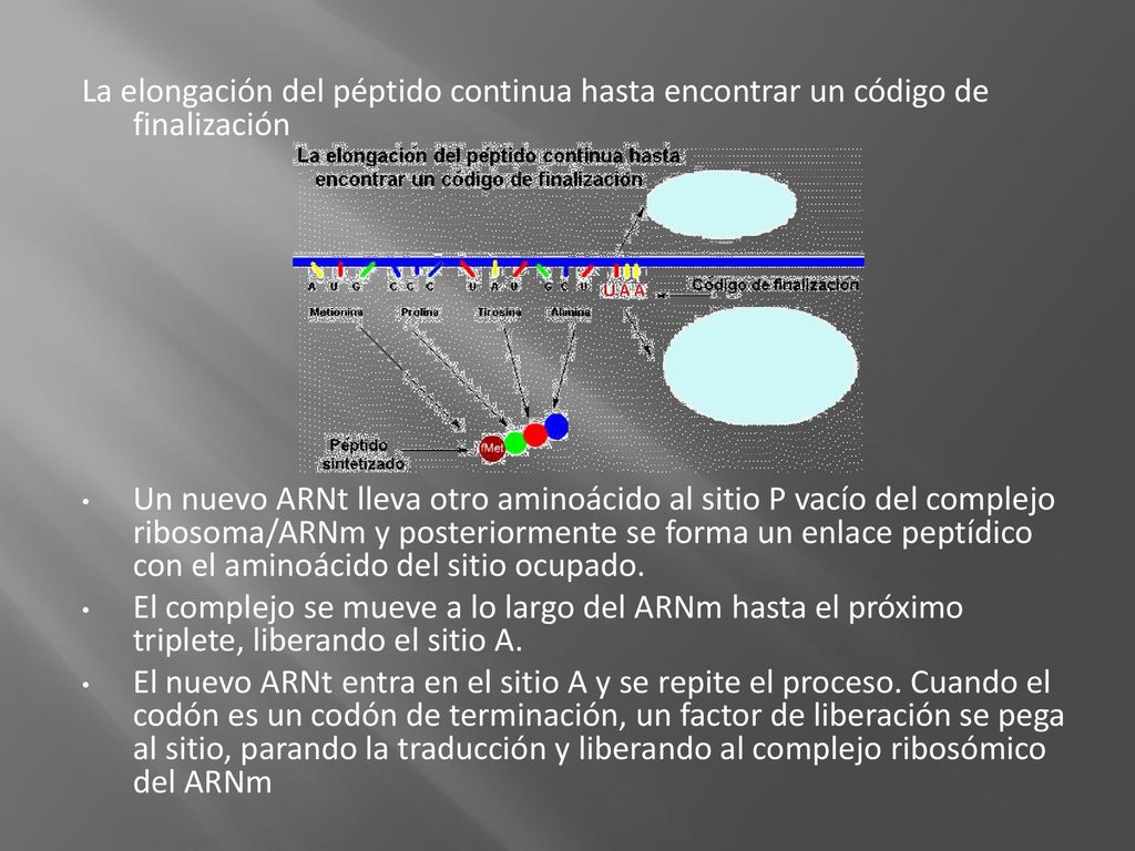 La elongación del péptido continua hasta encontrar un código de finalización