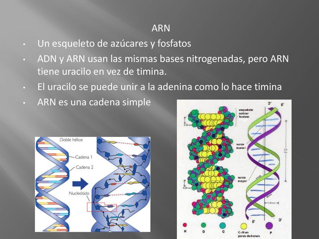 ARN Un esqueleto de azúcares y fosfatos. ADN y ARN usan las mismas bases nitrogenadas, pero ARN tiene uracilo en vez de timina.