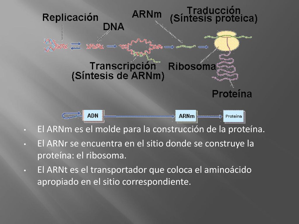 El ARNm es el molde para la construcción de la proteína.