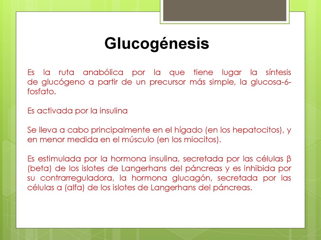 Glucogénesis Es la ruta anabólica por la que tiene lugar la síntesis de glucógeno a partir de un precursor más simple, la glucosa-6-fosfato.