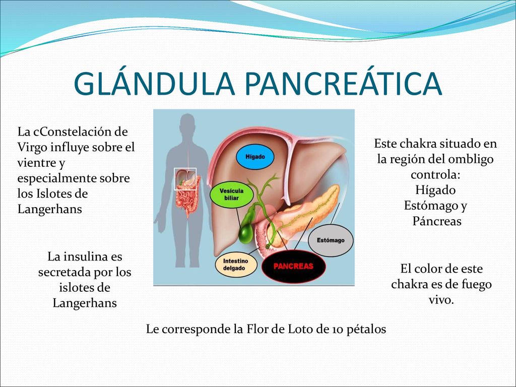 GLÁNDULA PANCREÁTICA La cConstelación de Virgo influye sobre el vientre y especialmente sobre los Islotes de Langerhans.