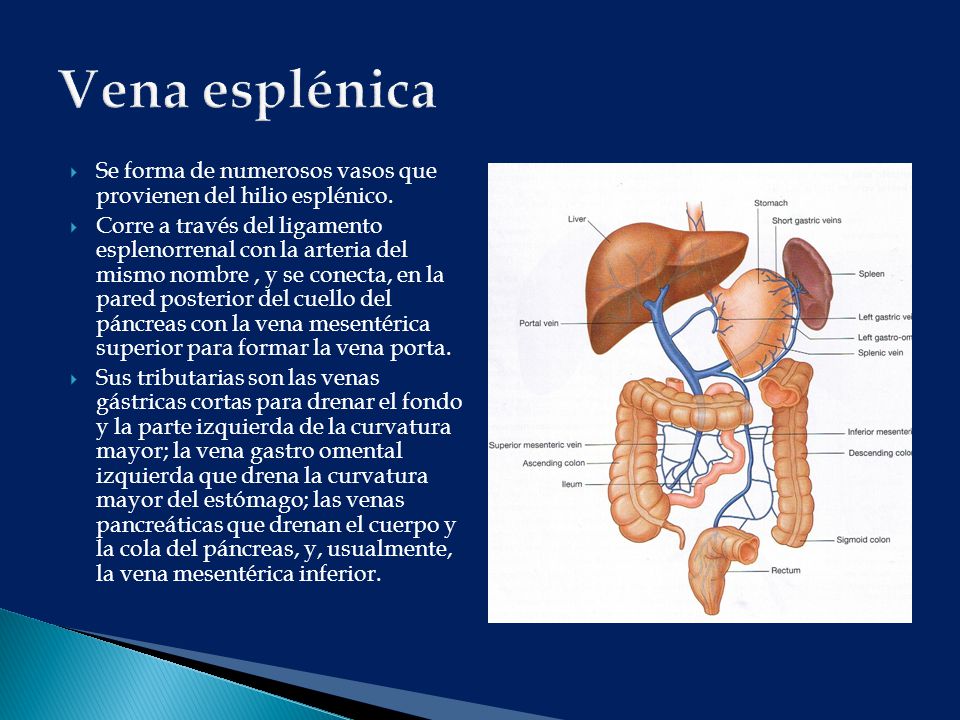 Vena esplénica Se forma de numerosos vasos que provienen del hilio esplénico.
