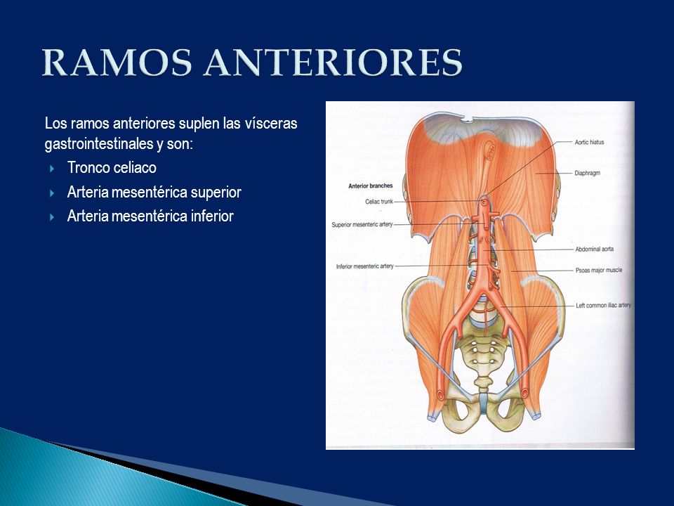 RAMOS ANTERIORES Los ramos anteriores suplen las vísceras gastrointestinales y son: Tronco celiaco.