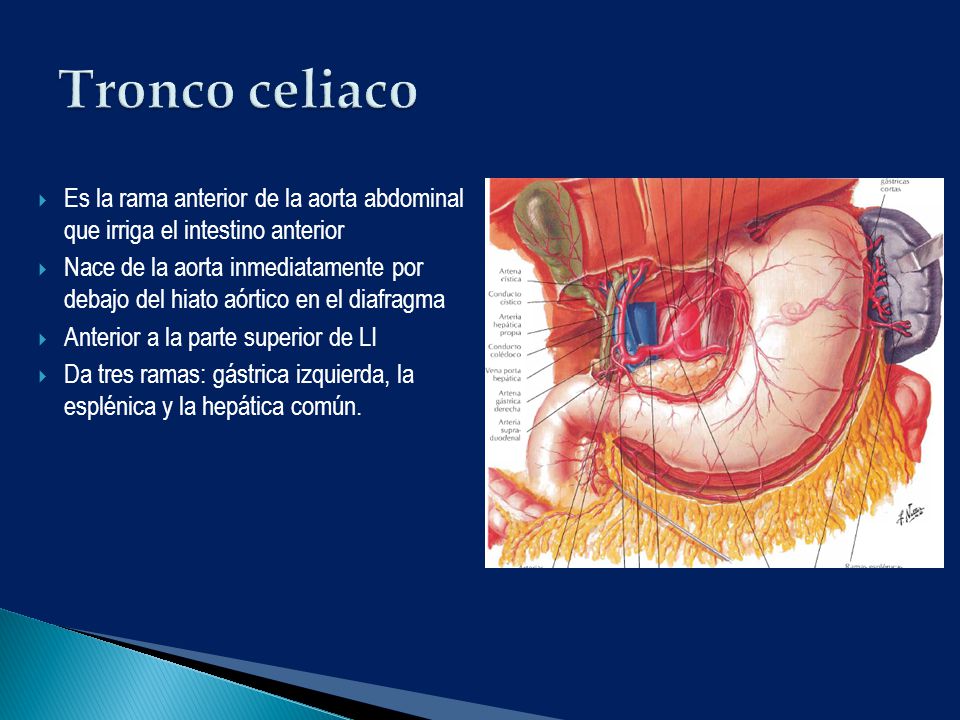 Tronco celiaco Es la rama anterior de la aorta abdominal que irriga el intestino anterior.