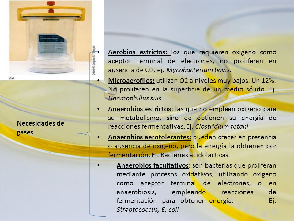 Aerobios estrictos: los que requieren oxigeno como aceptor terminal de electrones, no proliferan en ausencia de O2. ej. Mycobacterium bovis.
