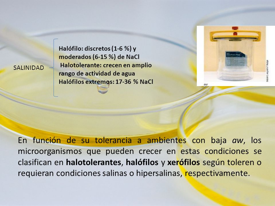 Halófilo: discretos (1-6 %) y moderados (6-15 %) de NaCl