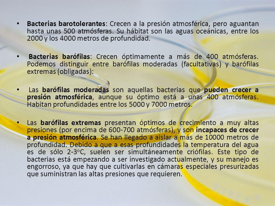 Bacterias barotolerantes: Crecen a la presión atmosférica, pero aguantan hasta unas 500 atmósferas. Su hábitat son las aguas oceánicas, entre los 2000 y los 4000 metros de profundidad.