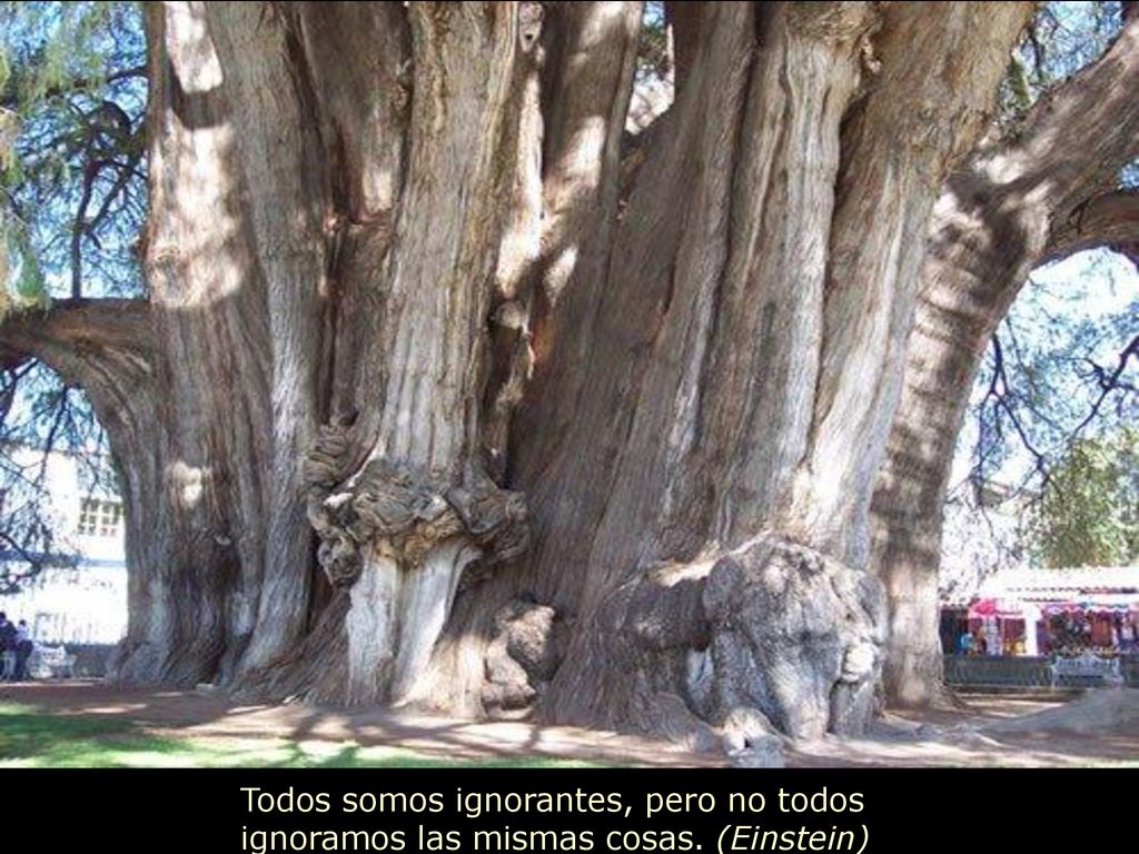 Todos somos ignorantes, pero no todos ignoramos las mismas cosas