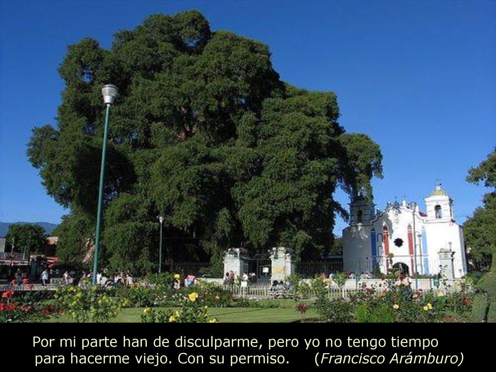 Por mi parte han de disculparme, pero yo no tengo tiempo para hacerme viejo.