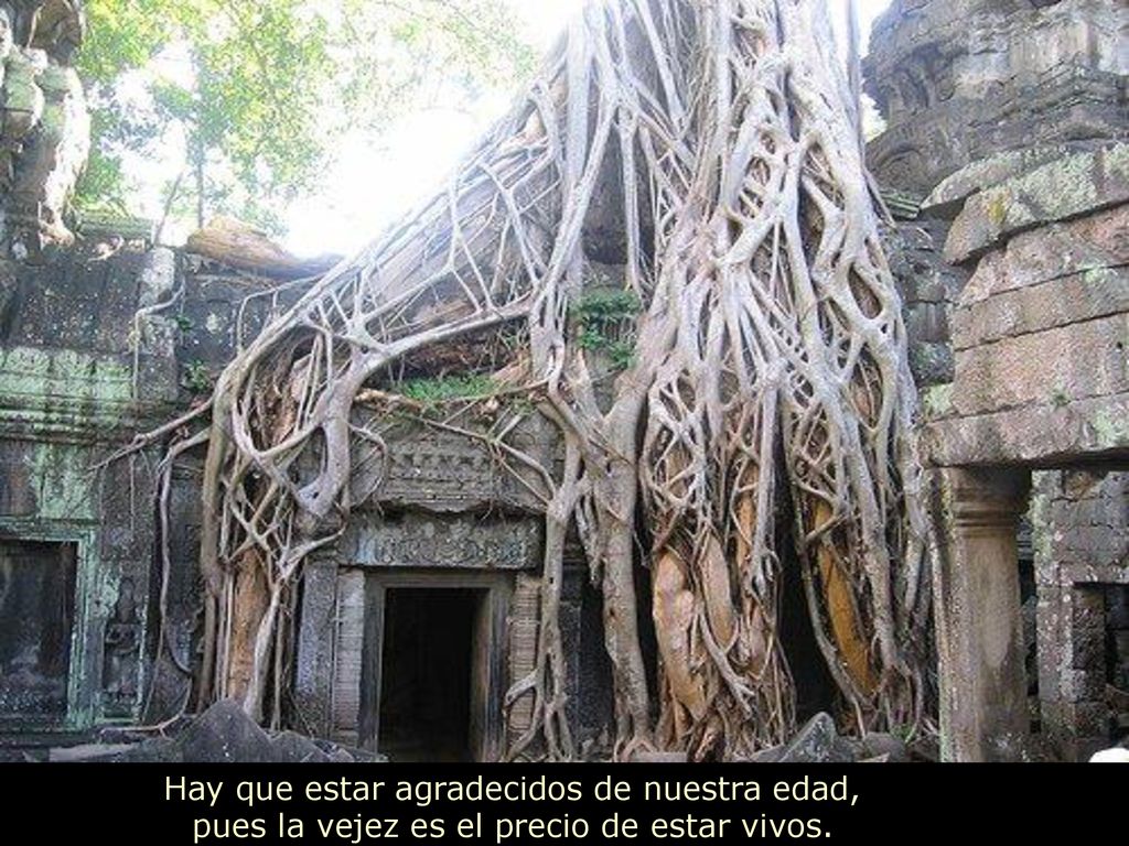 Hay que estar agradecidos de nuestra edad, pues la vejez es el precio de estar vivos.