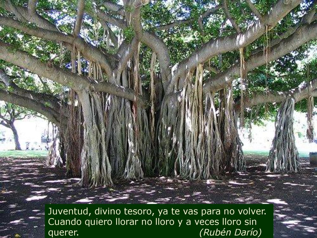 Juventud, divino tesoro, ya te vas para no volver.