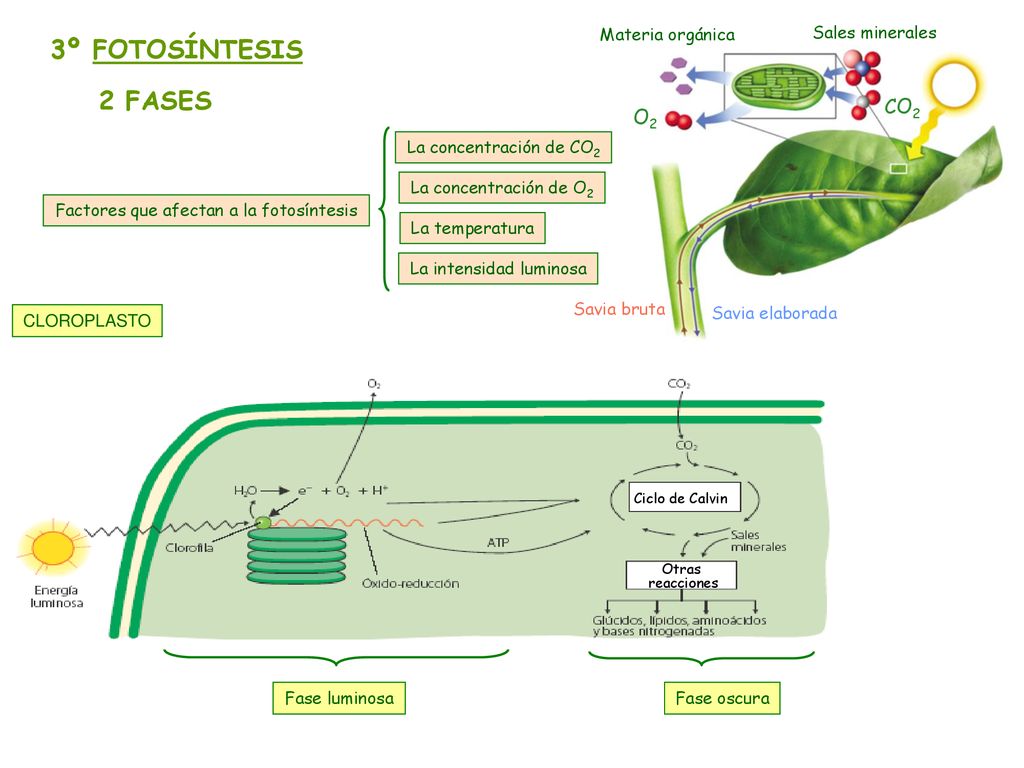3º FOTOSÍNTESIS 2 FASES CO2 O2 Materia orgánica Sales minerales