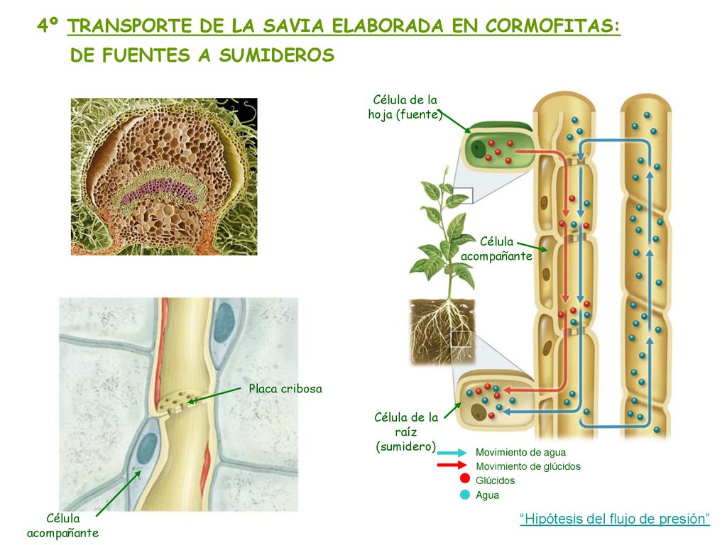 4º TRANSPORTE DE LA SAVIA ELABORADA EN CORMOFITAS: