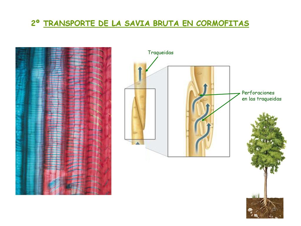2º TRANSPORTE DE LA SAVIA BRUTA EN CORMOFITAS