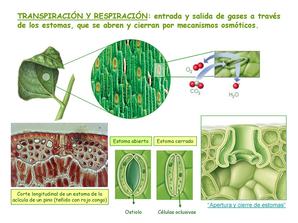 TRANSPIRACIÓN Y RESPIRACIÓN: entrada y salida de gases a través de los estomas, que se abren y cierran por mecanismos osmóticos.