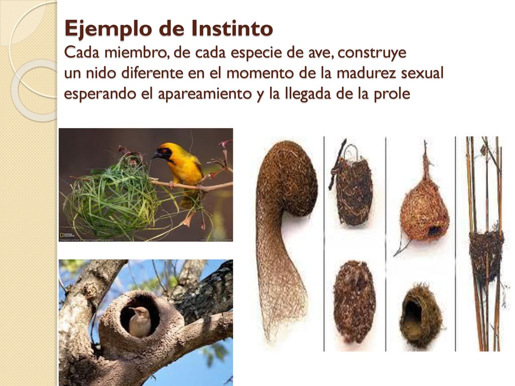 Ejemplo de Instinto Cada miembro, de cada especie de ave, construye un nido diferente en el momento de la madurez sexual esperando el apareamiento y la llegada de la prole