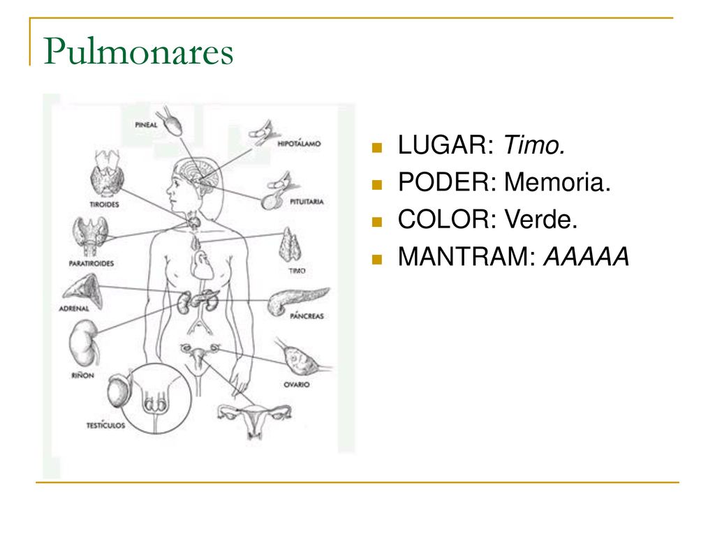 Pulmonares LUGAR: Timo. PODER: Memoria. COLOR: Verde. MANTRAM: AAAAA